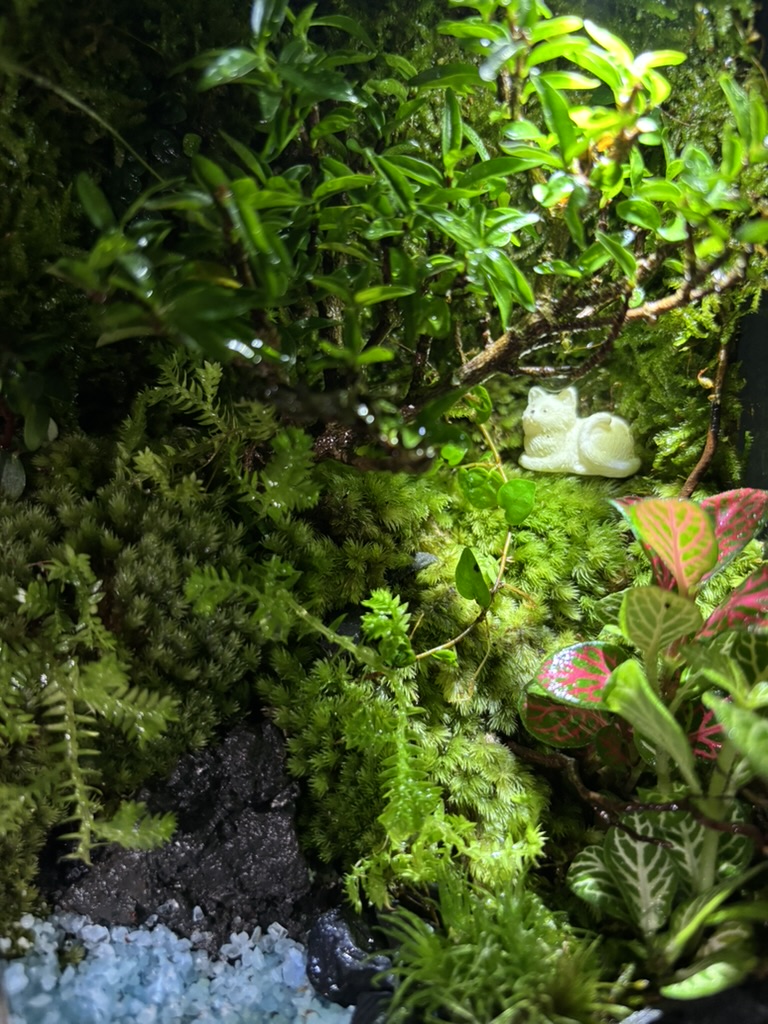 Terrarium with moss, small plants, and a tiny cat figurine
