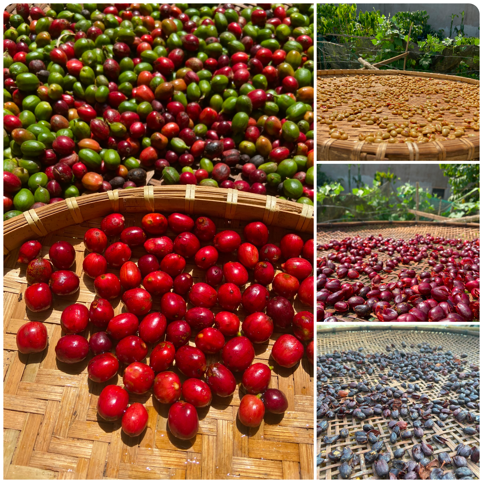 A first attempt at brewing cascara
