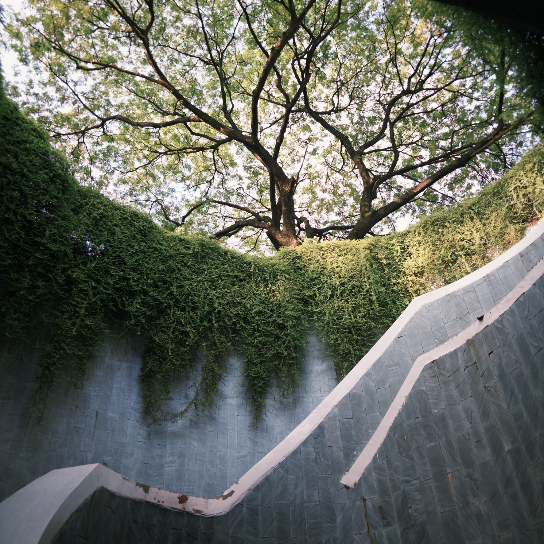 The Fort Canning Park tree tunnel